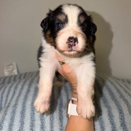 Burrito - Black tri-color male Australian Shepherd puppy in Anniston, Alabama from All Hale Aussies