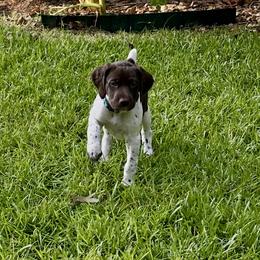 German Shorthaired Pointer Puppies from Tipsy Rabbit GSP TopDog Kennel