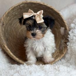 Buttercup - Black tan and white female Biewer Terrier puppy in Liberty, Texas from Tiny Yorkshire pups