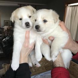 Bernedoodle and Pomsky Puppies from Cottonwood Pomskies and Bernedoodles