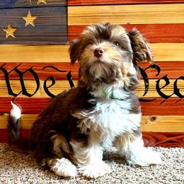 Wally - Chocolate male Havanese puppy in Mustang, Oklahoma from Rose Hill Havanese
