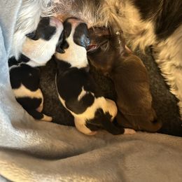 Angel - Black and white female Shih Tzu puppy in El Prado, New Mexico from Maison Petit Lion