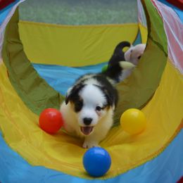 Cardigan Welsh Corgi Puppies from Dragonfly Cardigan Welsh Corgis