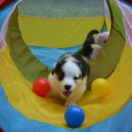 Cardigan Welsh Corgi Puppies from Dragonfly Cardigan Welsh Corgis