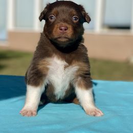 Girl 4 - Miniature American Shepherd puppy from Von Südwest German Shepherds and Mini American Shepherds