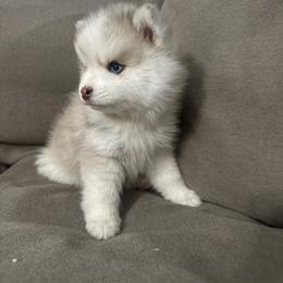 Lady - Merle female Pomsky puppy in West Sacramento, California from Pinkie's Pomskies