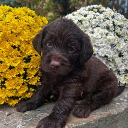 Max - Chocolate male Labradoodle puppy in English, Indiana from Doodle Darlings