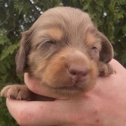 Chocolate and tan dapple male 3500 - Dapple male Dachshund puppy in Albany, Wisconsin from Deglow’s Doxies