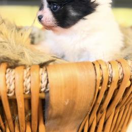 Tia - Tri-colored female Pomeranian puppy in Milwaukee, Wisconsin from Dolcebellezza’s Poms