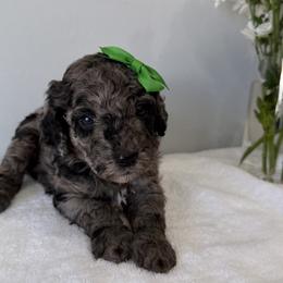 Sammy - Blue merle female Bernedoodle puppy in Sandy, Utah from Hudson Foxx Puppies