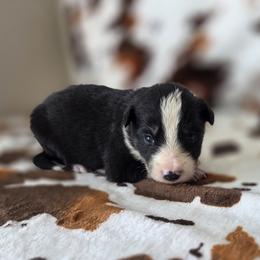 Raven - Tri-color female Border Collie puppy in Gary, Indiana from Lake Ridge Border Collies
