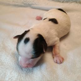 Apollo (2) - Parti male Yorkshire Terrier puppy in New Holland, Pennsylvania from Ellie's Cute as a Button Yorkies