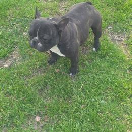 Patch - French Bulldog