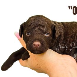 Onyx - Brown and white male Aussiedoodle puppy in Cleveland, Georgia from Jam's Doodles And Poodles