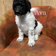 Double Doodle, Goldendoodle, and Pyredoodle Puppies from Little Muddy Doodles