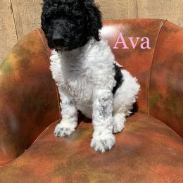 Double Doodle, Goldendoodle, and Pyredoodle Puppies from Little Muddy Doodles