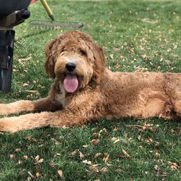 Toby - Goldendoodle
