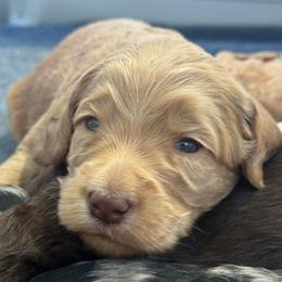 Black Collar - Apricot male Goldendoodle puppy in Stockton, California from Port City Doodles