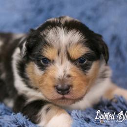 Australian Shepherd, Miniature American Shepherd, Miniature Australian Shepherd, and Toy Australian Shepherd Puppies from Painted Blue Aussies