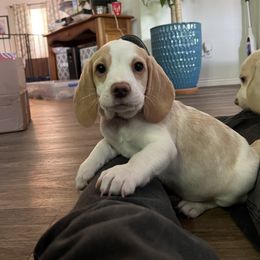 Itty Bitty - Lemon and white female Beagle puppy in Toquerville, Utah from Beautiful Utah Beagles