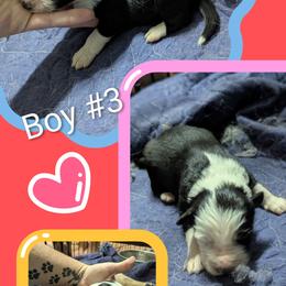 Australian Shepherd and Great Dane Puppies from AEW Farm
