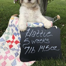 Goldendoodle, Schnoodle, and Sheepadoodle Puppies from Dood Ranch