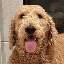 Ara - Goldendoodle