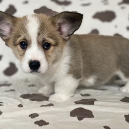 Lariat - Red male Pembroke Welsh Corgi puppy in Woodland, Washington from MB Acres Corgis