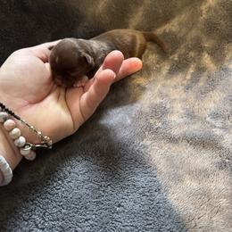 Cocoa - Chocolate and white male Chihuahua puppy in Breese, Illinois from Casey's Chihuahuas