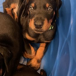 Dachshund and Doberman Pinscher Puppies from Cornerstone Dobermans and Dachshunds