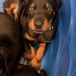 Dachshund and Doberman Pinscher Puppies from Cornerstone Dobermans and Dachshunds