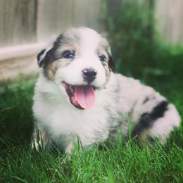Australian Shepherd Puppies from Boise Aussie Paws
