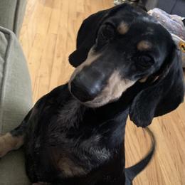 Coney - Dachshund