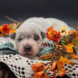 (Purple) Blue Female - Blue speckled female Australian Cattle Dog puppy in Burleson, Texas from Bluebonnet Heelers