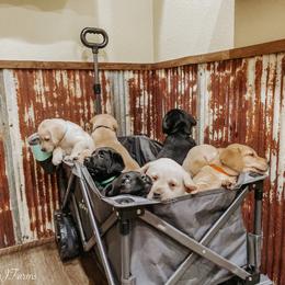 Labrador Retriever Puppies from Landon J Farms Labrador Retrievers