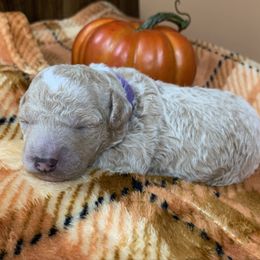 Purple girl - Apricot female Poodle puppy in Nacogdoches, Texas from BA Mini Poodles