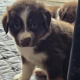 Mocha - Red tri-color female Australian Shepherd puppy in Albion, Michigan from Northern Lights Aussies (NL Aussies)