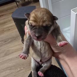 Tbd - Red male Shiba Inu puppy in Marianna, Florida from Diwasou