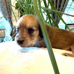 Girl6 - Wheaten female Dachshund puppy in Spokane, Washington from Dearhaven Doxie