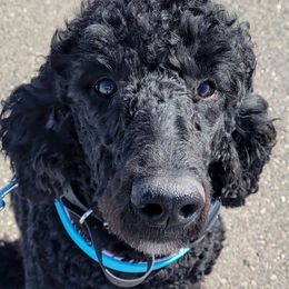 Skylark - Goldendoodle