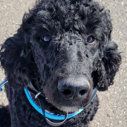 Skylark - Goldendoodle
