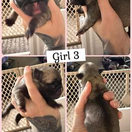 Girl 3 - Fawn female Pug puppy in Winter Haven, Florida from Lisa's Pugalicious Pugs