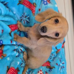 Cheese - Cream male Dachshund puppy in West Plains, Missouri from Spring Creek Dachshunds