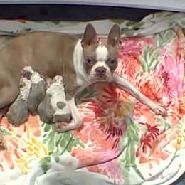Boston Terrier puppies from Splashed To Perfection Farms