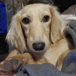 Hydie - Dachshund