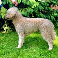 Bearded Retriever All Grown Up from Oakwood Bearded Retrievers