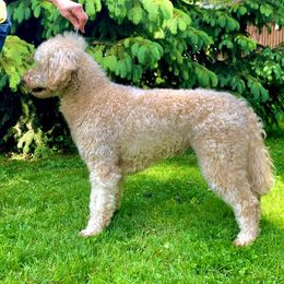 Bearded Retriever All Grown Up from Oakwood Bearded Retrievers