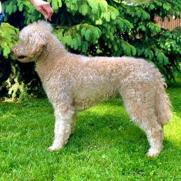 Bearded Retriever All Grown Up from Oakwood Bearded Retrievers