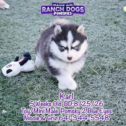 Karl - Black and white male Pomsky puppy in Humeston, Iowa from M.A.R. Dogs