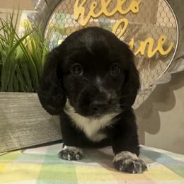 Dachshund Puppies from Family Raised Dachshunds